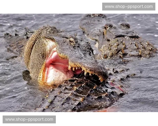 鳄鱼vs诺克:史诗对决,谁能称霸? 鳄鱼vs诺克:史诗对决,谁能称霸?